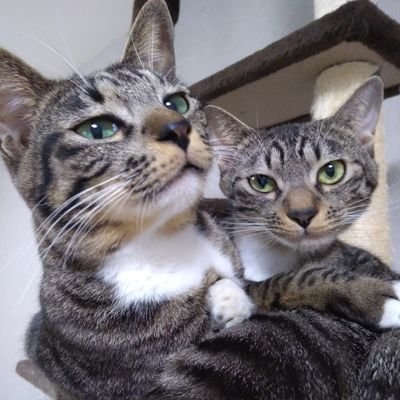 barthlomei91's profile picture. 日々を生きるだけで精一杯な子持ち主婦/属性はヲタク