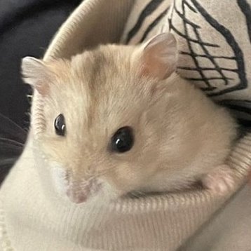 SMycrow's profile picture. Staff Engineer/ Ph.D. 情報科学 /Phaser