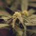 KingLedGrower (@marijuana4201) Twitter profile photo KingLedGrower (@marijuana4201) Twitter profile photo