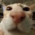 Peter Griffdog (@goofypeterahh) Twitter profile photo