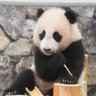 sizu_panda's profile picture. B'z🎶🌟
 りずむらいす☝峯崎圭輔さん長谷川雄基さん
  ・ただのミネザキさん・BRASS BReeZe・KOSHINOSUKEAYAMINE・
ドールくん🐺・おんぷらんと👣・後藤凌(Ryo)さん🍴 49教・👓🫰・❀ ・bit🎲52・🙏🏻🔺応援しています・
SUPERGT観戦🏎️