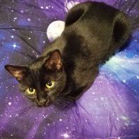 Omoly (@spacecadetomoly) 's Twitter Profile
