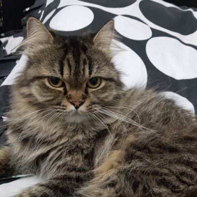 ostromthecat's profile picture. Southeast Asian settler on stolen Nacotchtank land. YIMBY. WMATA, DC Statehood, and DCPL enthusiast. he/él/il/beliau.