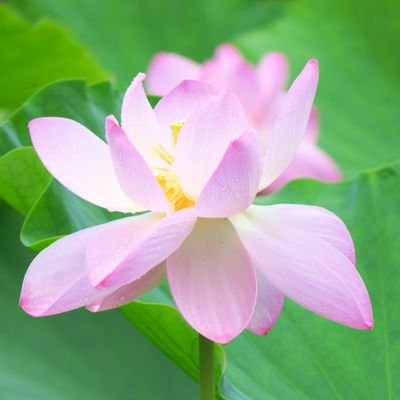 蓮(REN)さんのプロフィール画像