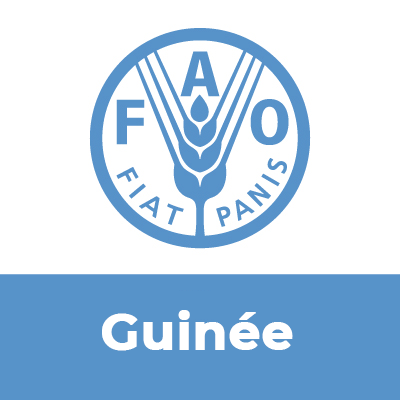 Toutes les informations sur l'Organisation des Nations Unies pour l'Alimentation et l'Agriculture en Guinée. Suivez notre Directeur Général @FAODG #FaimZéro