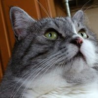 🐱ムピ🐱 (@akak15281528) 's Twitter Profile