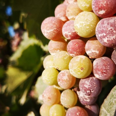 Viticulture research I+D+i en Viticultura. Lo + aplicada que nos dejen los tiempos 😎
➡️ Guía de Poda
https://t.co/FIaKIYJONf
➡️ Guía Mat Vegetal
https://academic