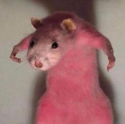 coastedhammer's profile picture. get out get out get out get out