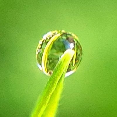 miku2rin's profile picture. 