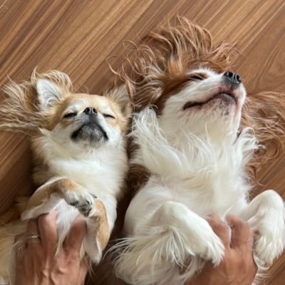 DOO7Mq3UnxsN7YA's profile picture. キャバリアとチワワを飼っています 人間の弟と犬の弟がいますあと妹とも(犬の) インスタ関連はいつかやるのと思います。 キャバ！チワ！無駄！