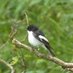 Colin Teal (@teal_birder) Twitter profile photo Colin Teal (@teal_birder) Twitter profile photo
