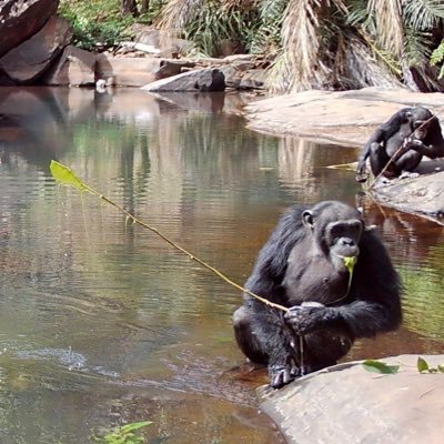 Chimpanzee and monkey research project in the Moyen-Bafing National Park Guinea, led by @northernlimitpt @LirSamuni and @nakedprimate