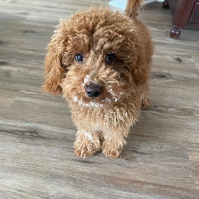 pipsythedog's profile picture. 