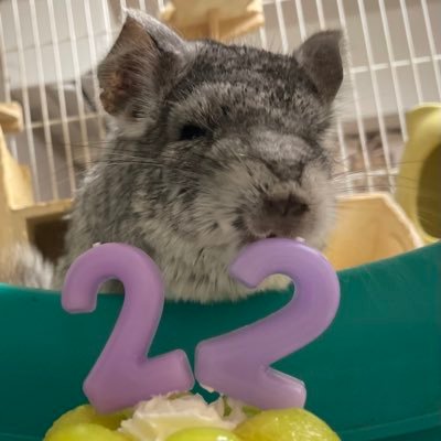 チンチラ専用アカウントにしちゃいましたw チンチラ多頭飼い 22歳のまるしぇがご健在です blogもやってますので、動画が見づらい場合はこちらをよろしくお願いします https://t.co/lyfPsCee2F