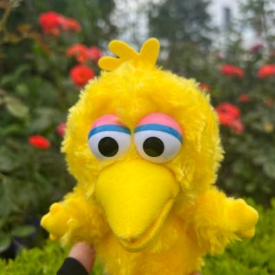 sei_bigbird Profile Picture