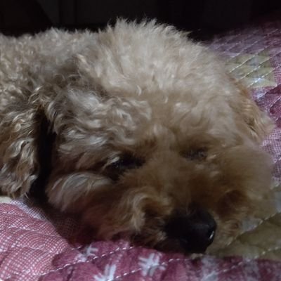 ＹＯＬさんのプロフィール画像