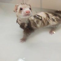 まいこはー( ´･ω･` )ーん (@maikomachi15) 's Twitter Profile Photo