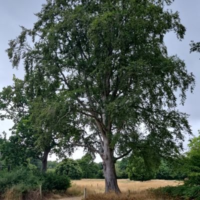 Twitter account of a Common Beech at Arundel Arboretum