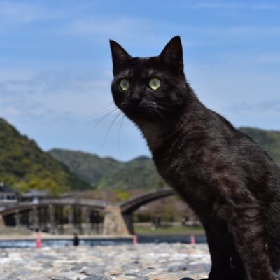 猫旅𝕐𝕠𝕦𝕋𝕦𝕓𝕖𝕣【くろねこ旅チャンネル】さんのプロフィール画像