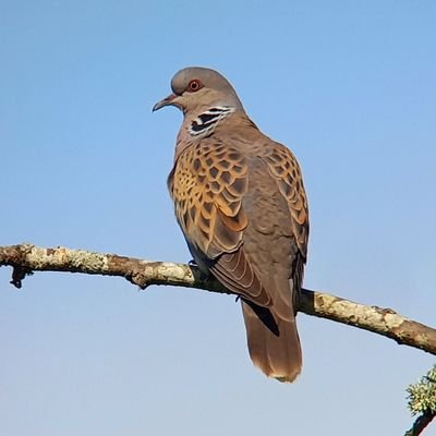 stuttonsparrows Profile Picture