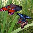 Horace Murray - @HoraceMurray - Twitter