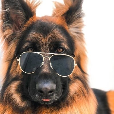 A page for German Shepherd lovers