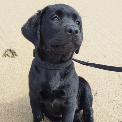 I am fast growing Labrador pup. The Choccie Lab is Aunty Biscuit-R.I.P. My new folks are really funny because they think they know what they are doing! 🐾🐾🐕