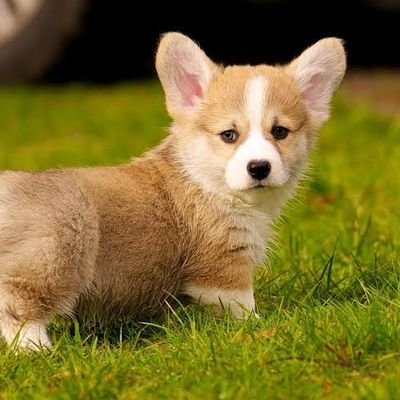 A page for Corgi Lovers