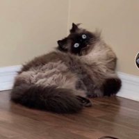 runningwithscissors (@runningwithsc12) 's Twitter Profile