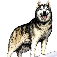 Hanna Memorial (@hannahuskies) 's Twitter Profile Photo