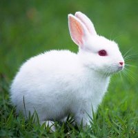 Rabbit Lovers Community USA(@RabbitLoversUSA) 's Twitter Profile Photo