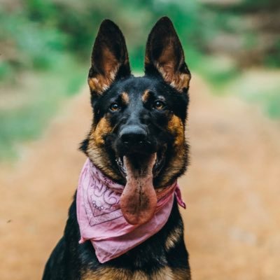 bestgirlrylie's profile picture. 🇨🇦 gsd, cuddles, peanut butter, fetch, snow, my hoomans & kitty sister Ali 🐱 born 11/03/21 ❤️ IG @best.girl.rylie