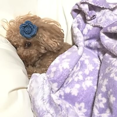 arie_toypoodle Profile Picture