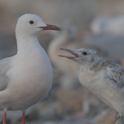 Biologist. Working on Seabird monitoring at @CorysSCCL. Geeking at https://t.co/glUh2ZVJqc & https://t.co/FGsooYKpQ7