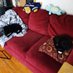 Raven & Charley🐈⬛️🐈⬛️ (@teamcatrc) Twitter profile photo Raven & Charley🐈⬛️🐈⬛️ (@teamcatrc) Twitter profile photo