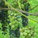 Dawn Potter - @vinelvr - Twitter