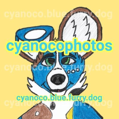 Cyanoco Blue Fursuit Photography
Cyanoco Blue's furry photography Twitter!
Follow for pics of fursuiters and other furry-related content!