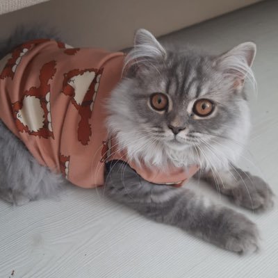 Seda43658's profile picture. https://t.co/BV7bQrieY3