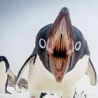 RUSHMORE EFFECT (@rushmore_effect) 's Twitter Profile