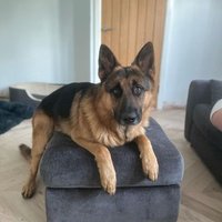 German shepherd(@gsd_heaven) 's Twitter Profile Photo