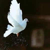بدور الشمري (@bsnsmsh) 's Twitter Profile