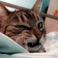 Cassidy (@cassidynowak) 's Twitter Profile