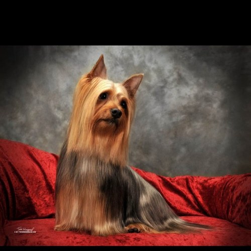 tarianne's profile picture. A rugged individualist, loyal friend, fierce competitor, and staunch Reagan Conservative