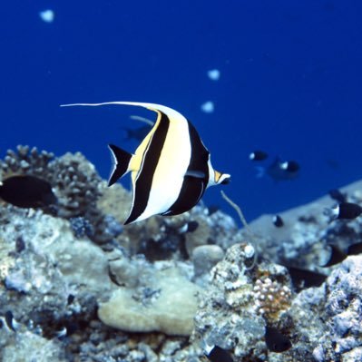 Turtle divers, the young local dive center with high spirits. Fun dives, good vibes, incredible Underwater sites in an amazing seascape.