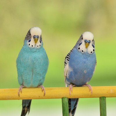 Chris863123541's profile picture. 20 conservative, Christian.