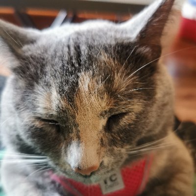 JenDidora's profile picture. Early Childhood Educator. Momma. Wife. Lover of the outdoors.
She/her