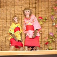 えみ🐒日光さる軍団🐵 (@takeoemidesu) 's Twitter Profile Photo えみ🐒日光さる軍団🐵 (@takeoemidesu) 's Twitter Profile Photo