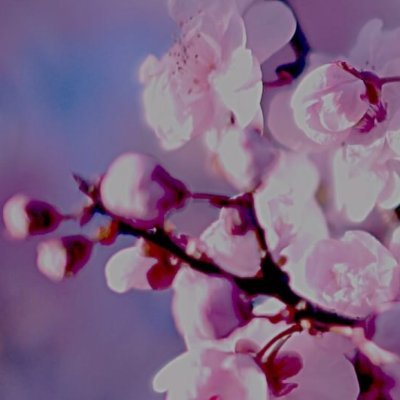 cqp924's profile picture. Fire scholar