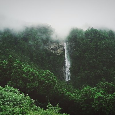 bucaibuer's profile picture. coder