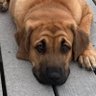crabby918's profile picture. RN, CCRN (retired),Conservative Christian, Pro Life, Pro 1A & 2A, Proud Republican! MAGA, TROLLS WILL BE BLOCKED! NO DM,S. PSU FANATIC !